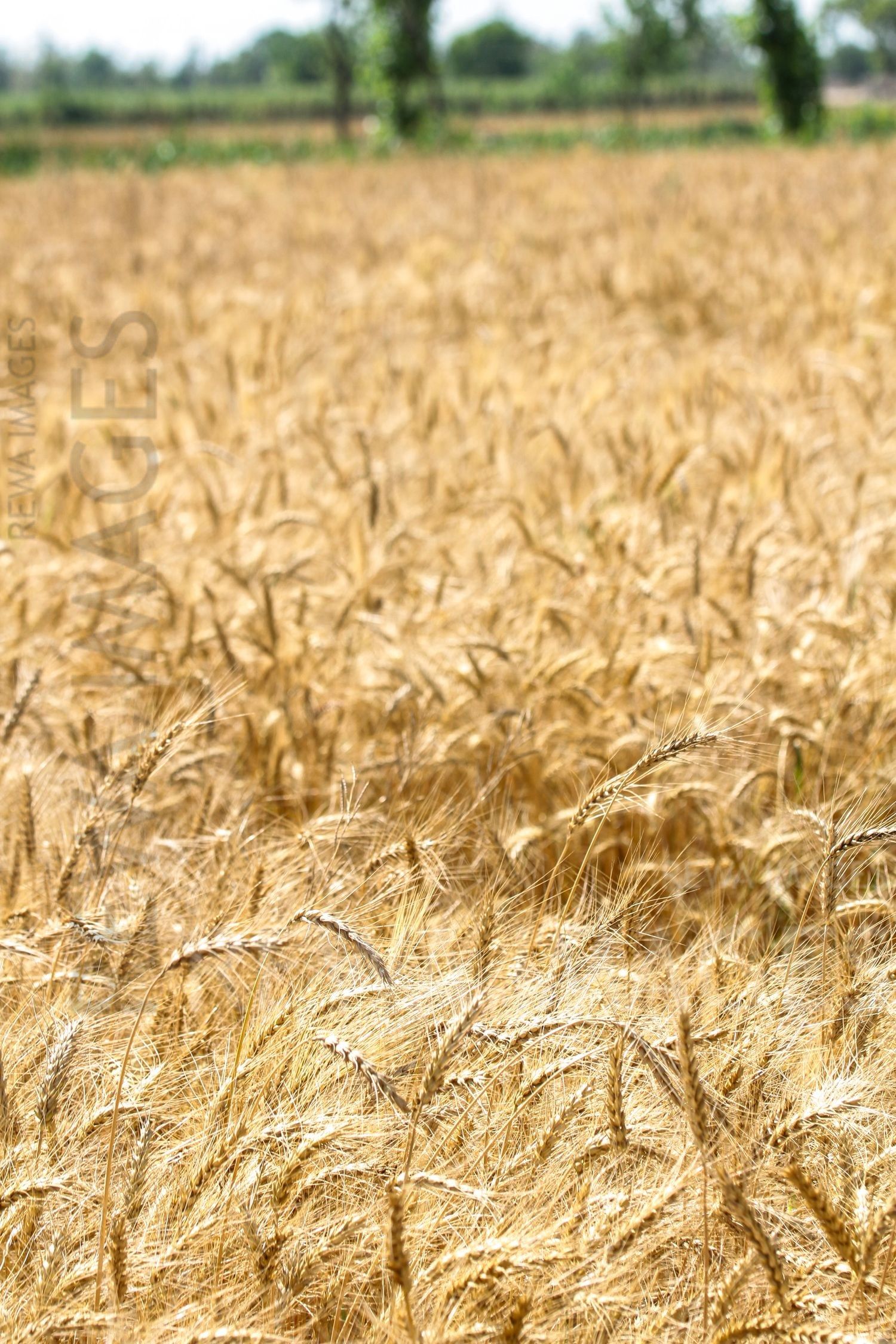 Paddy fields