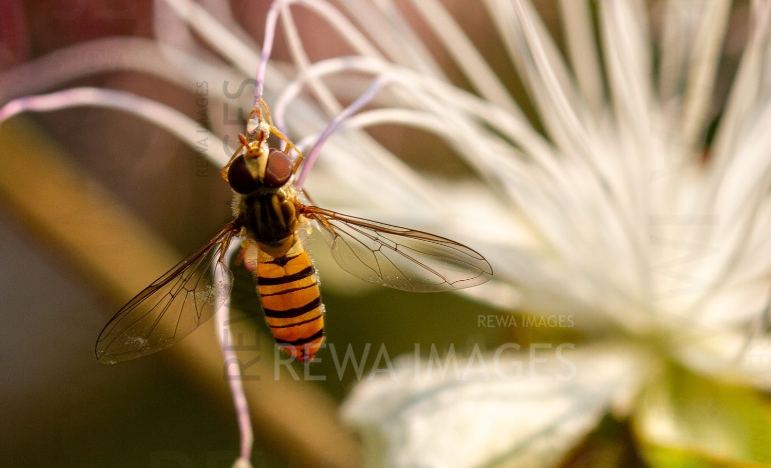 Fly on a caper flower