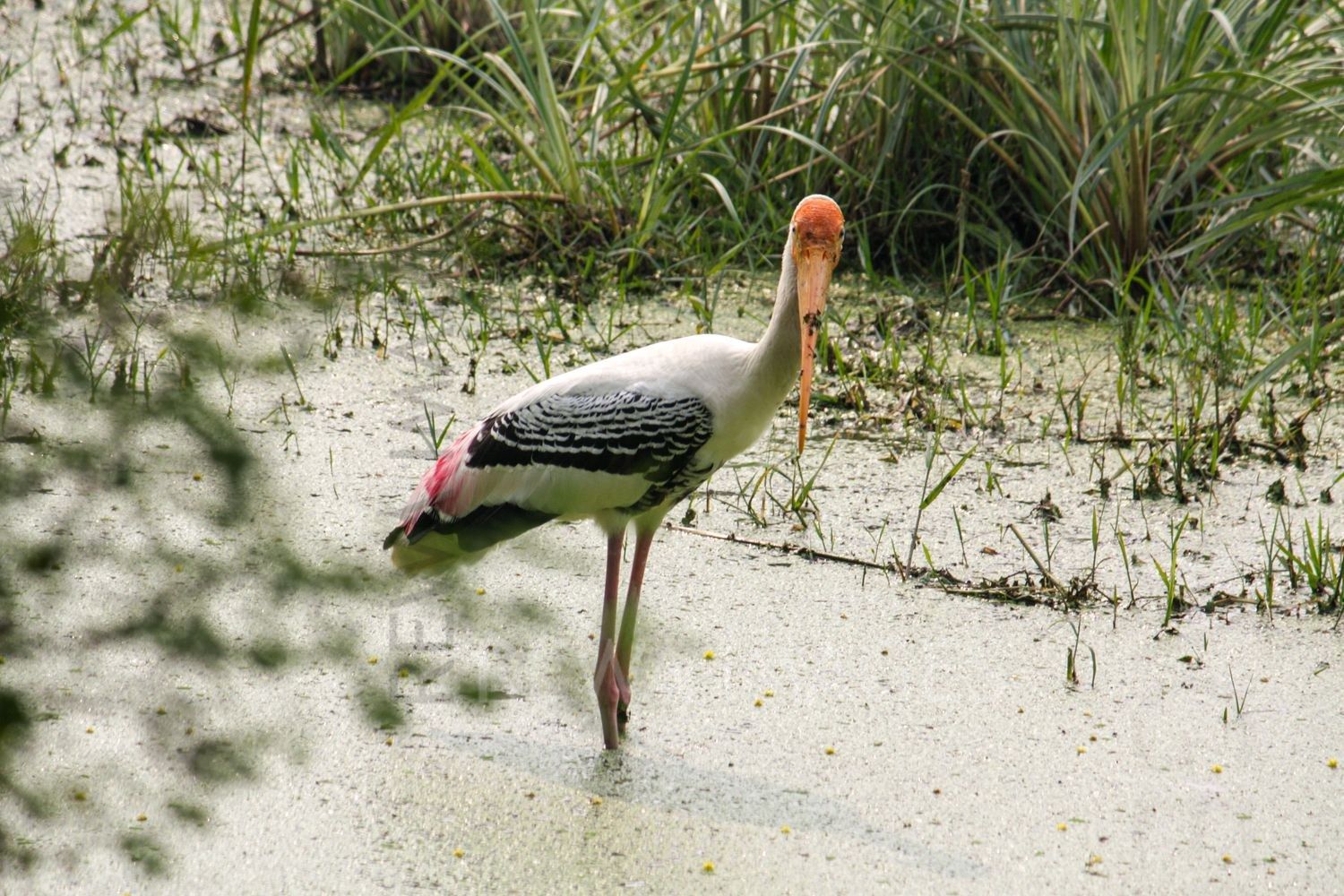 Painted Stork at Bharatpur
