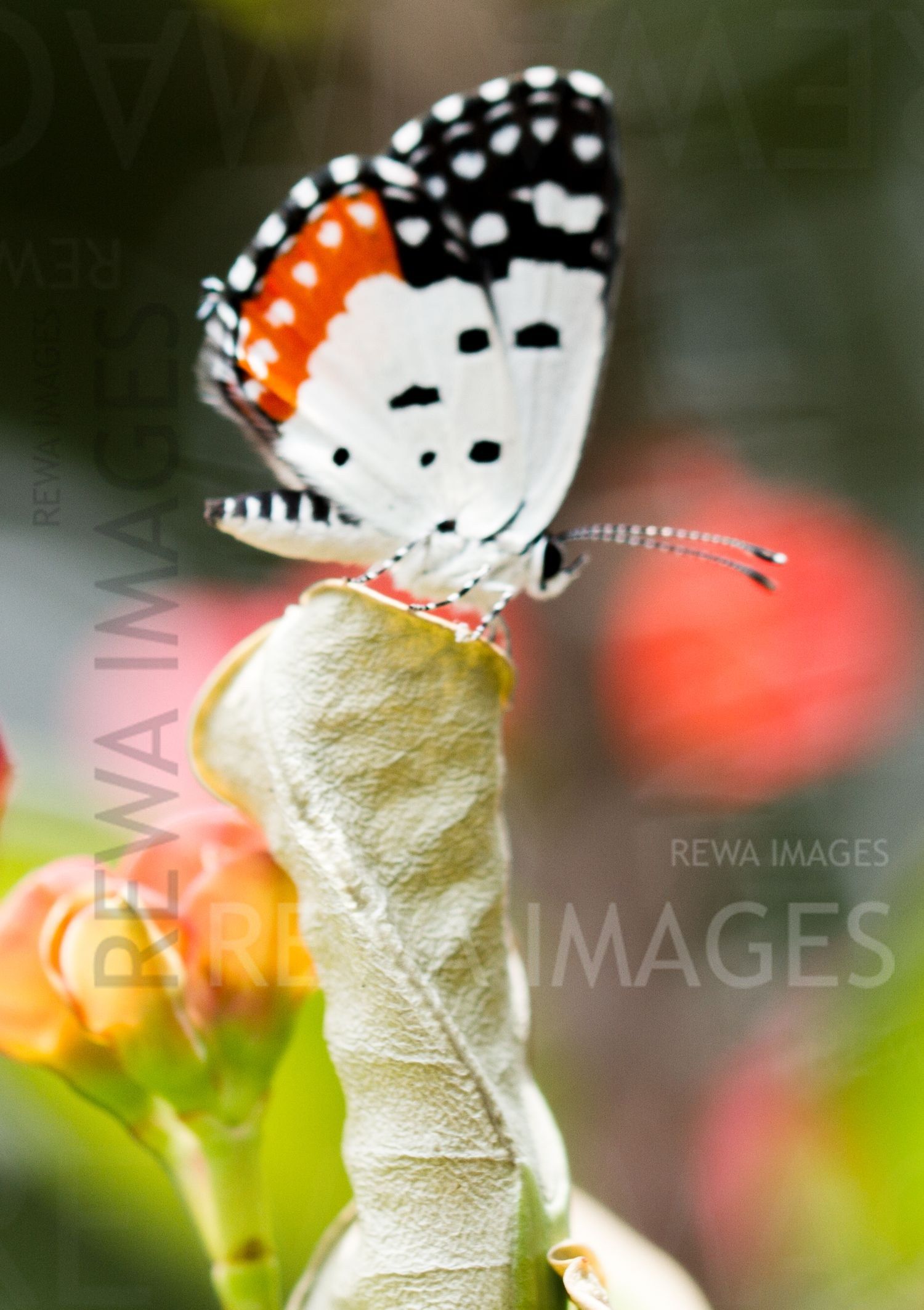 Red Pierrot butterfly
