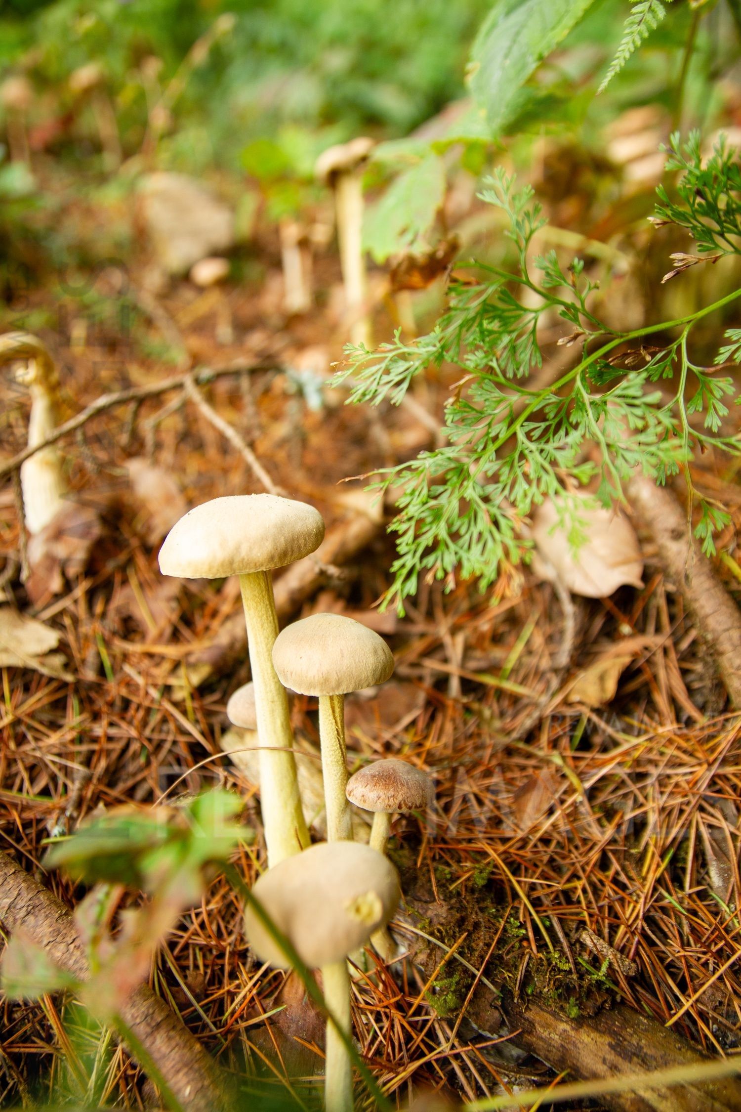 Wild Mushrooms