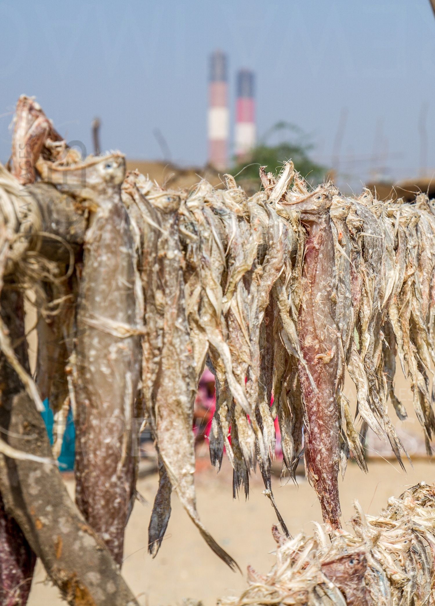 Dry fish under threat of coal dust from Tata Mundra coal project