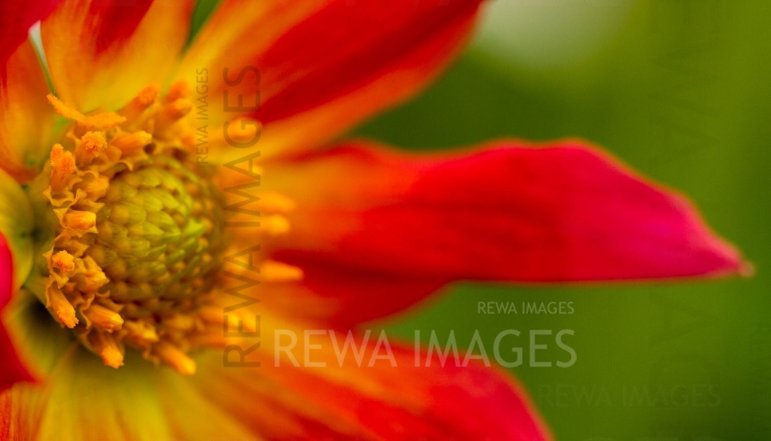 Macro image of flowers