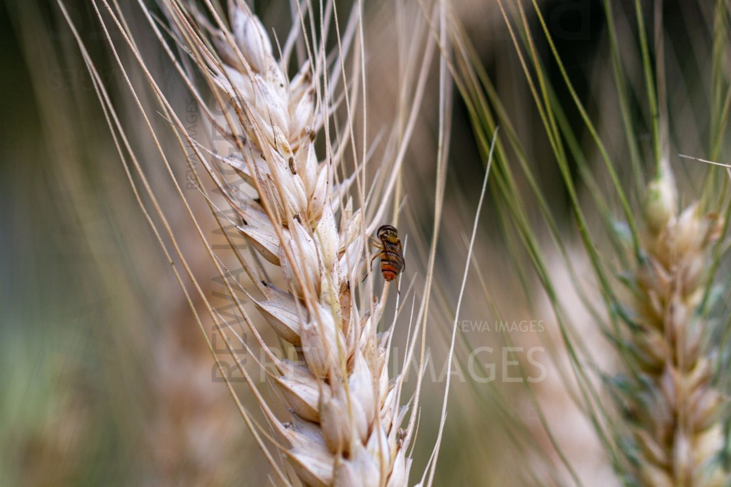 Paddy fields