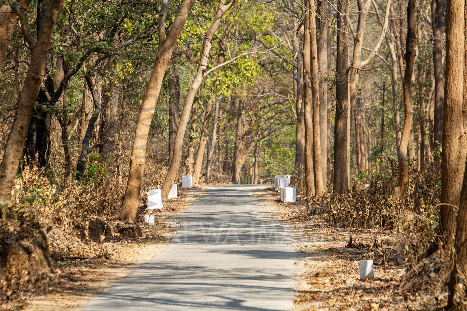 Forests of Jim Corbett National Park