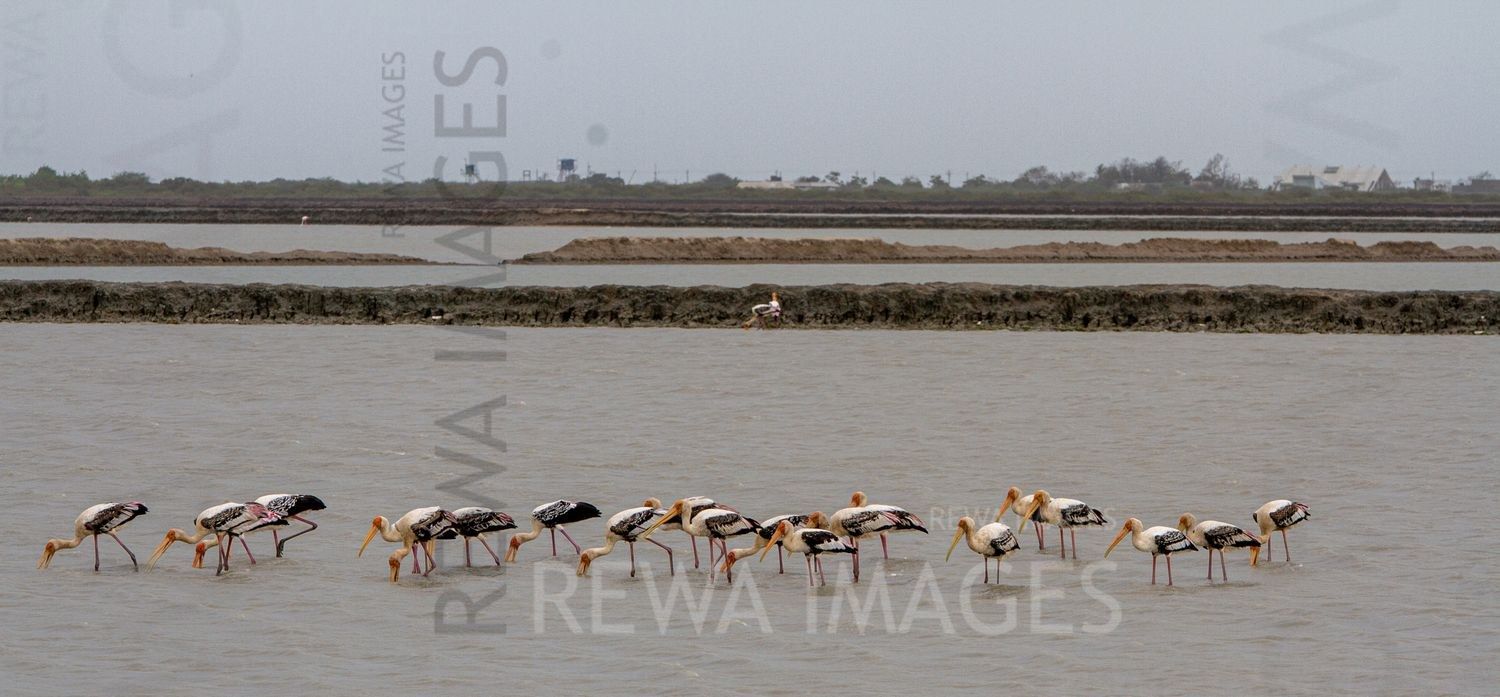Painted Storks