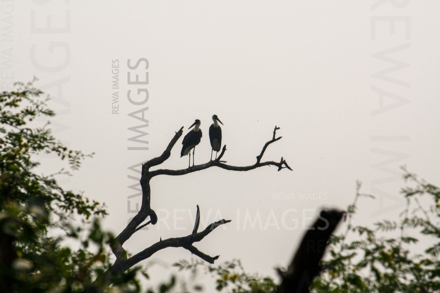 Oriental darter / Indian darter at Bharatpur