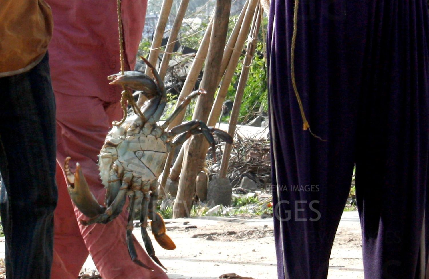 Crabs in Kutch coast