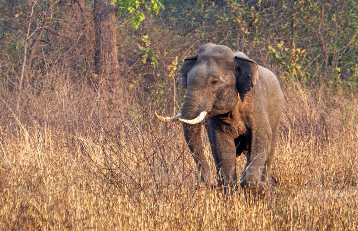 Indian elephant