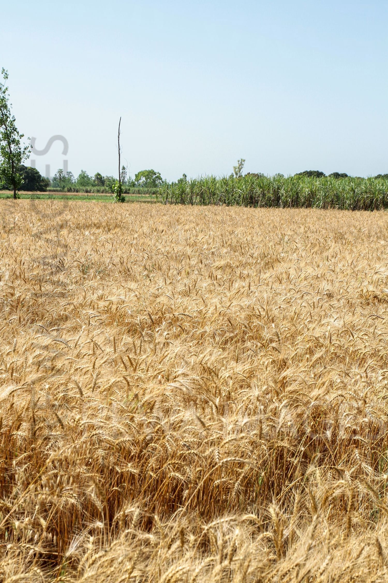 Paddy farms