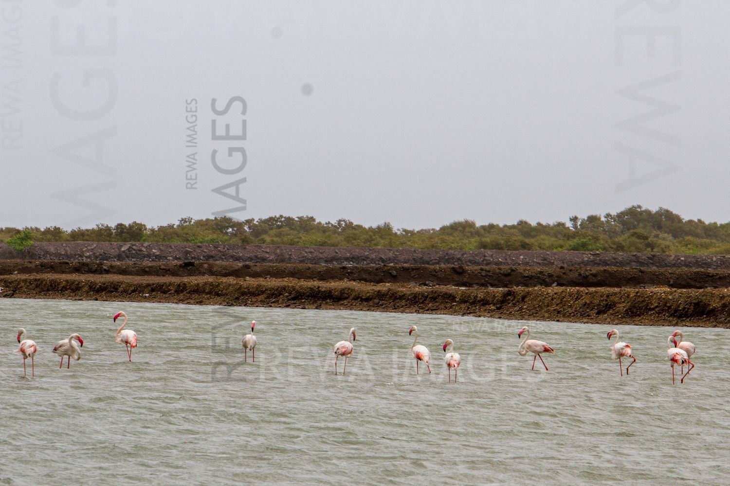 Flamingos in Kutch