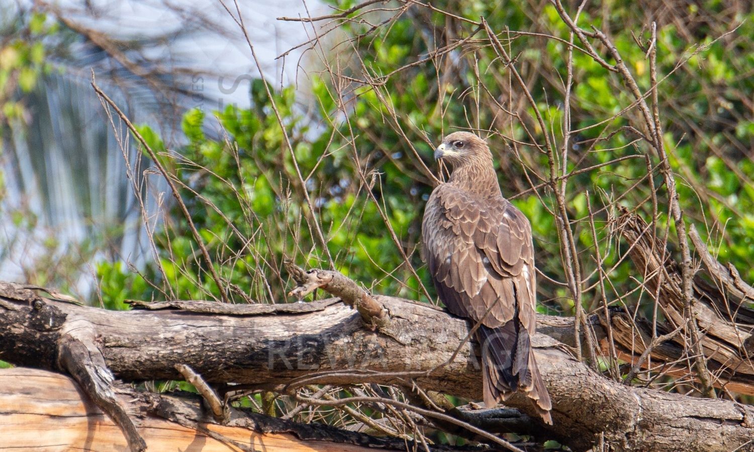 Black Kite