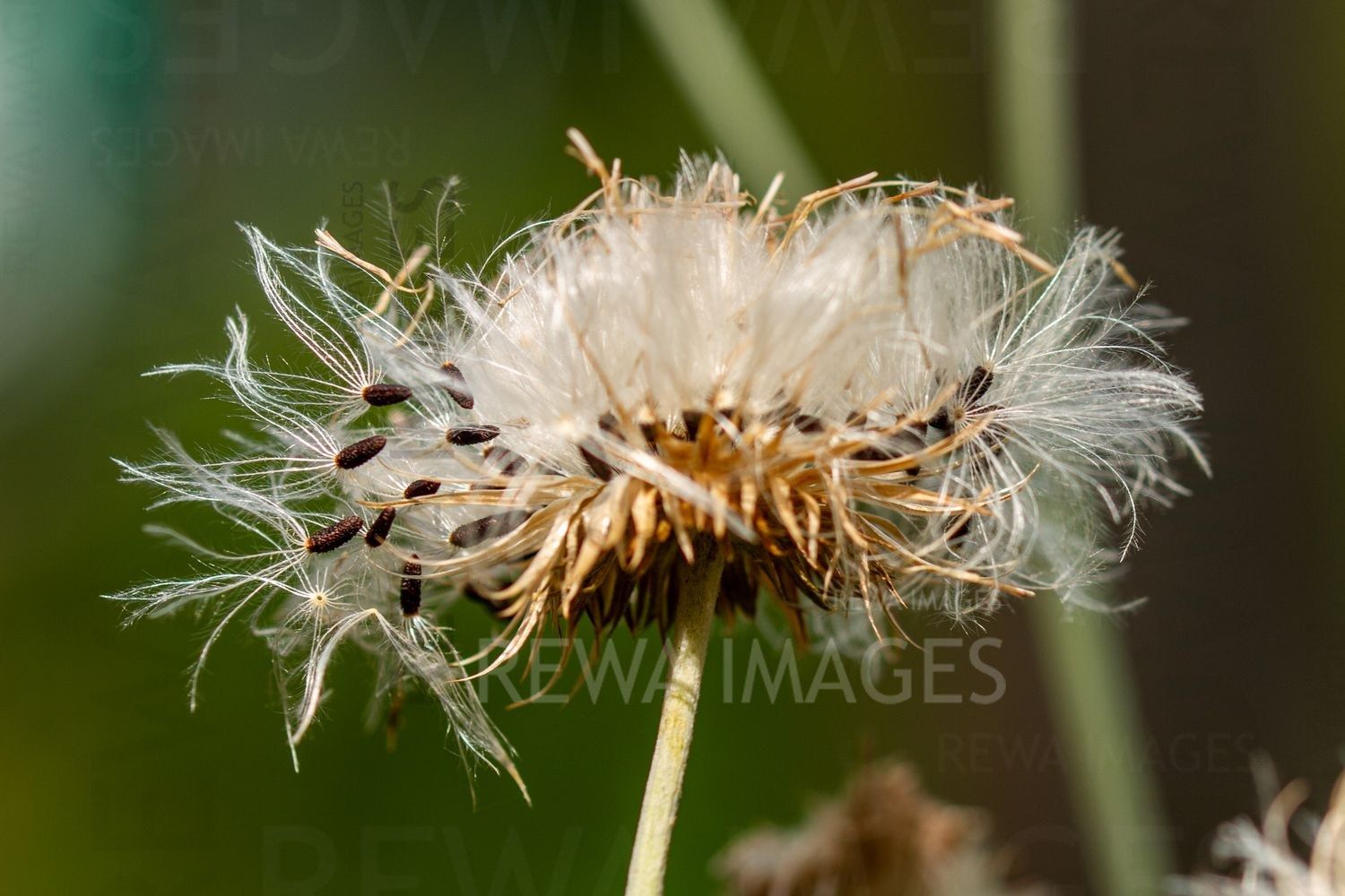 Macro photography