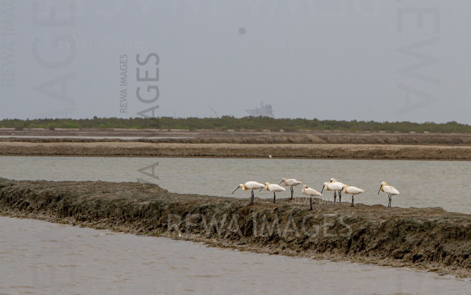 Eurasian Spoonbill