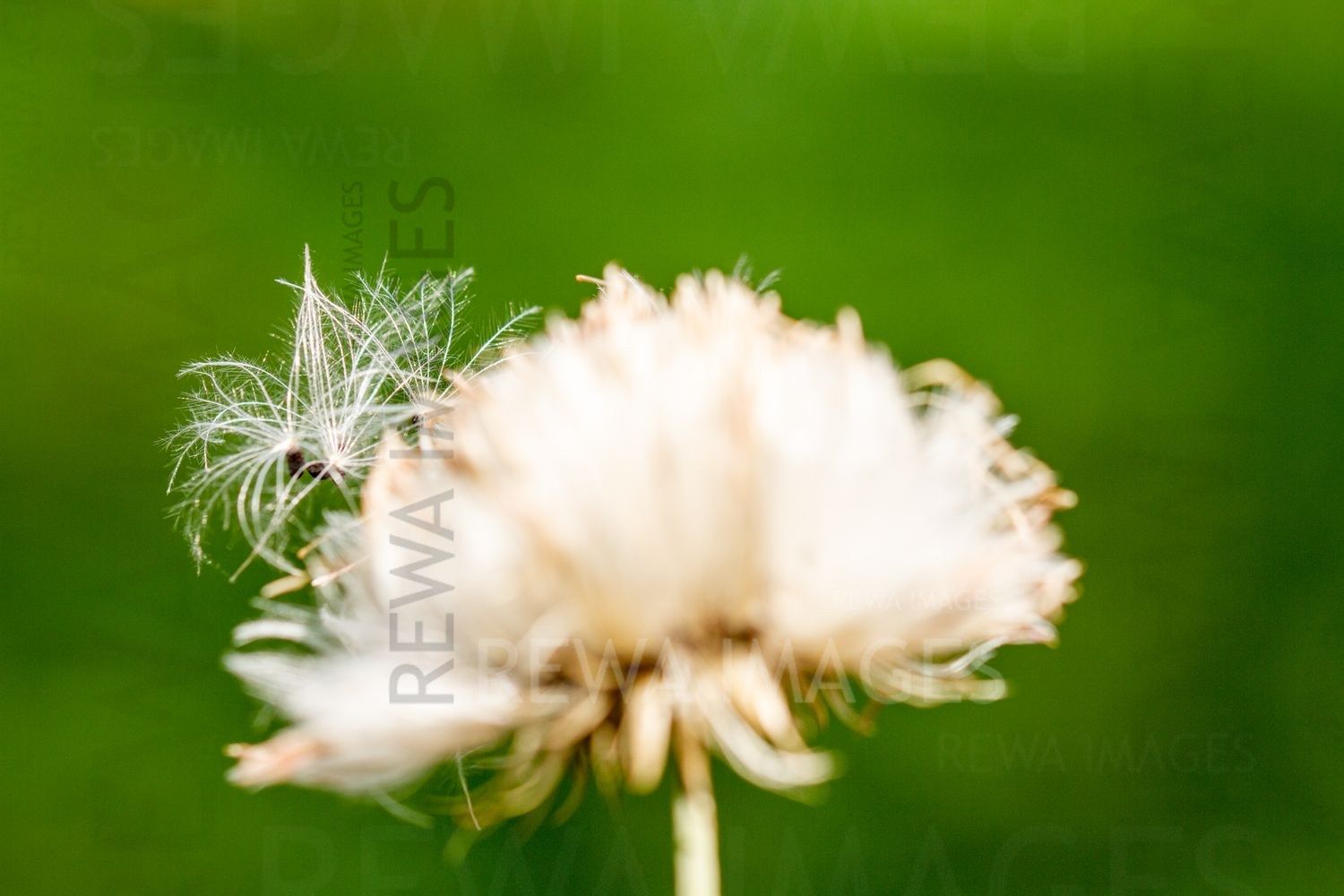 Macro photography