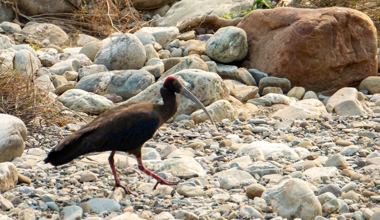 Red-naped Ibis