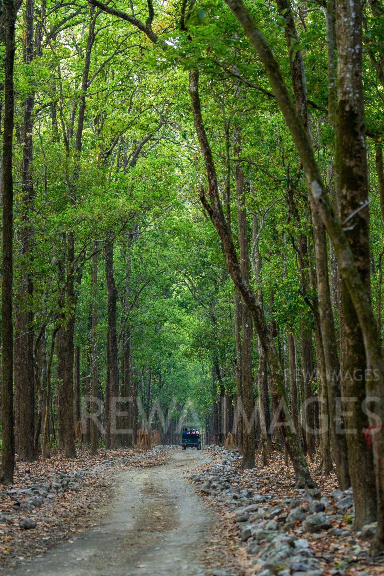 Forests in Uttarakhand
