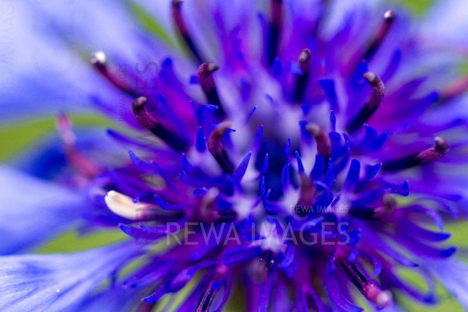 The magic of macro photography of flowers