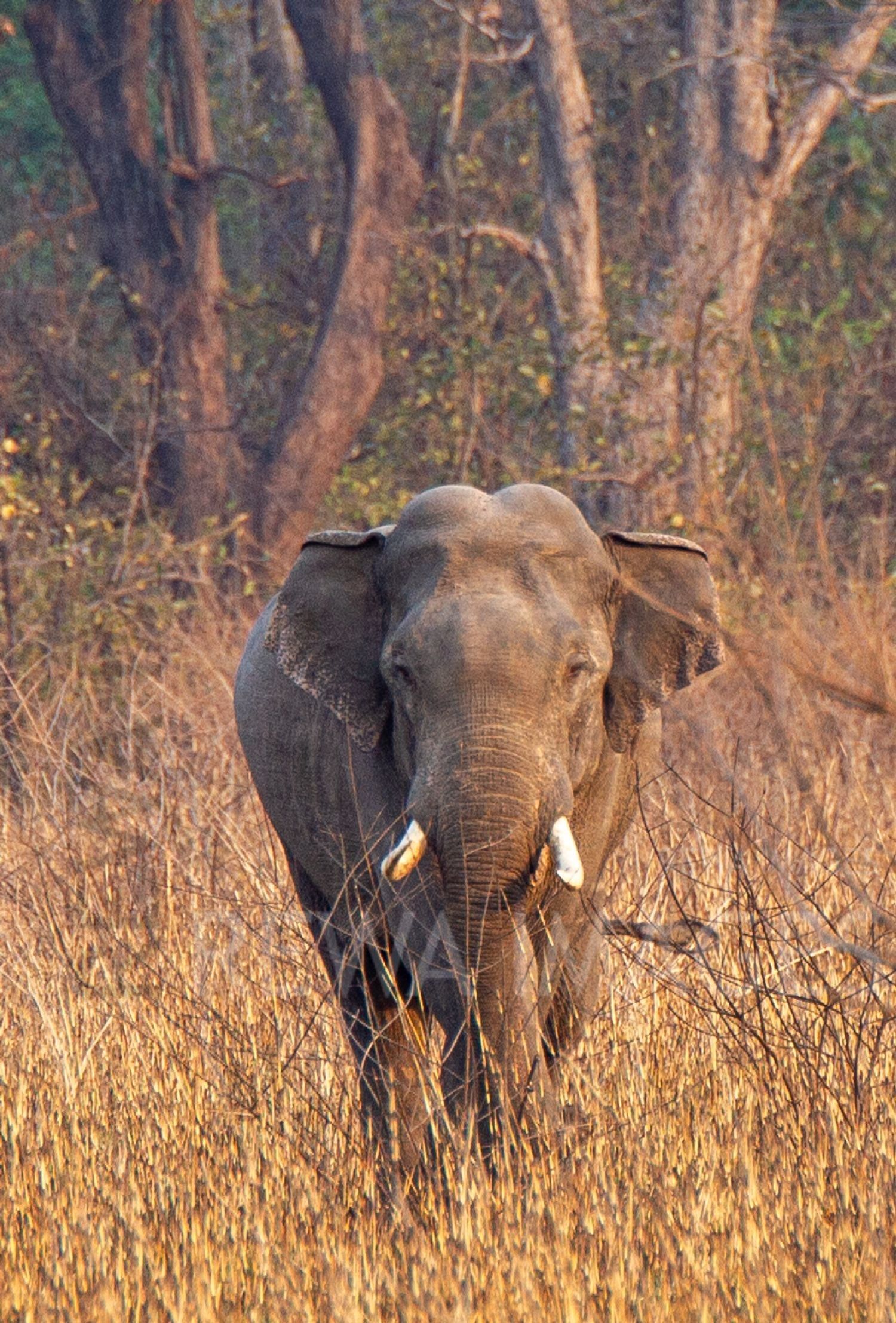 Indian elephant