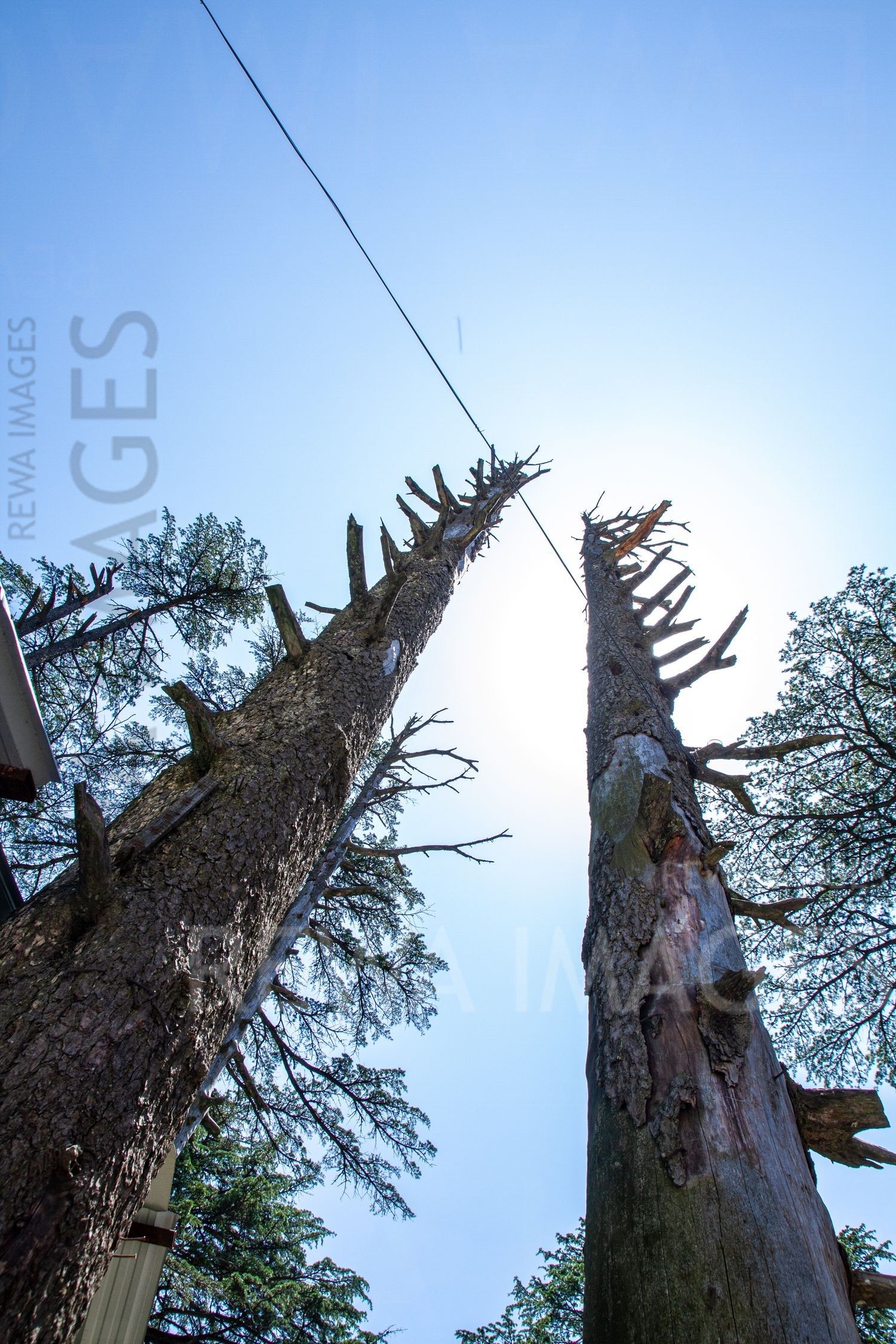 Pine Trees