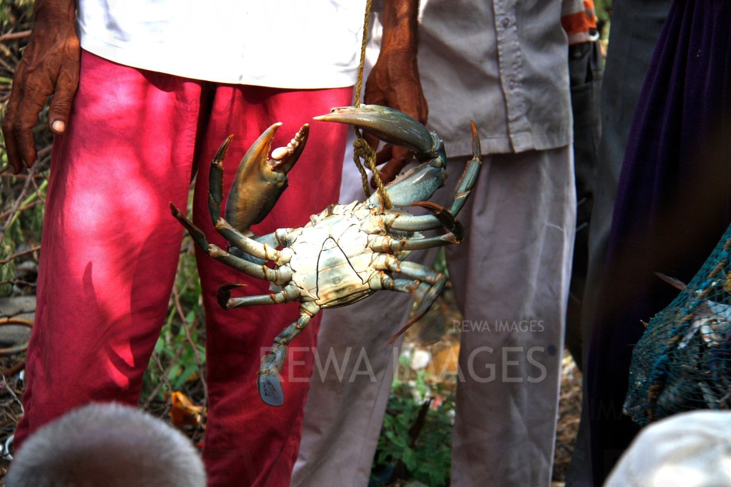 Crabs in Kutch coast