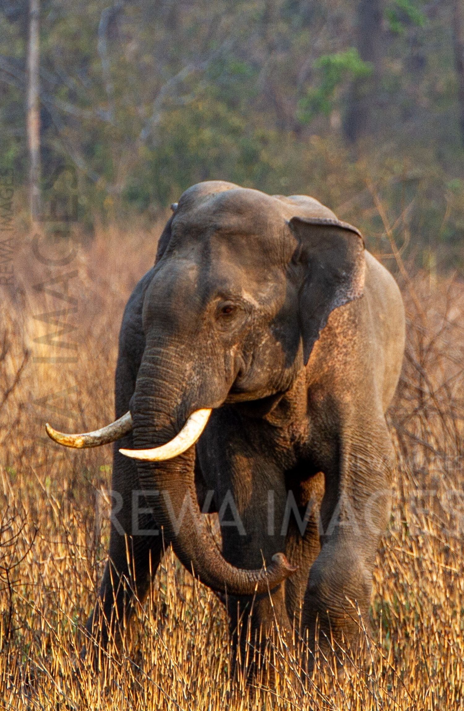 Indian elephant