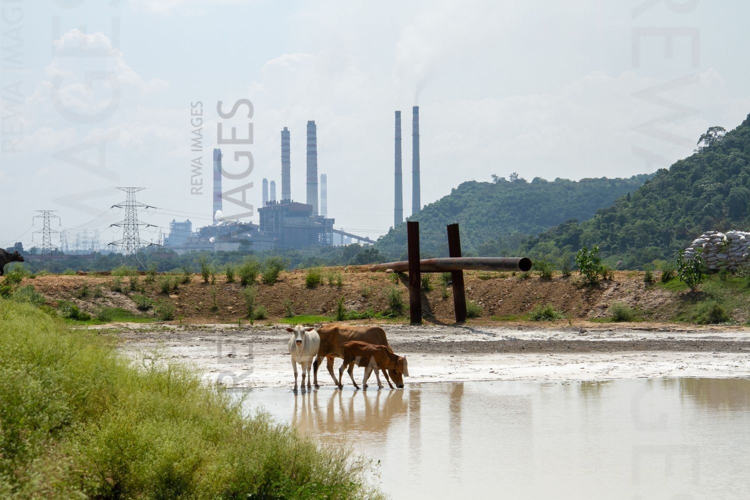 Cattle drinking water from ash pond