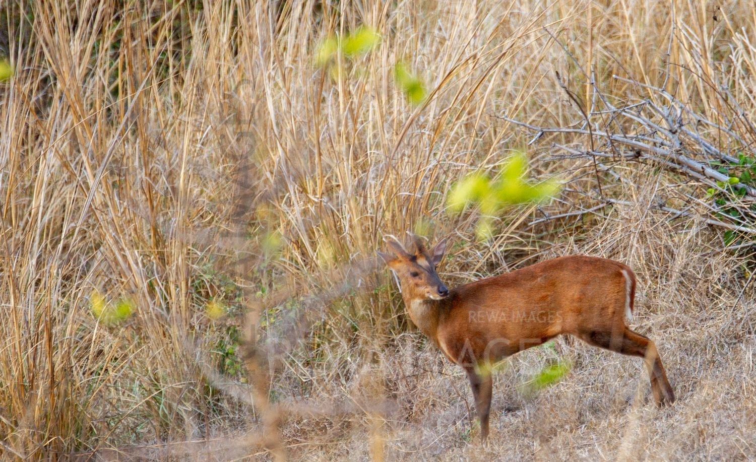 Barking deer