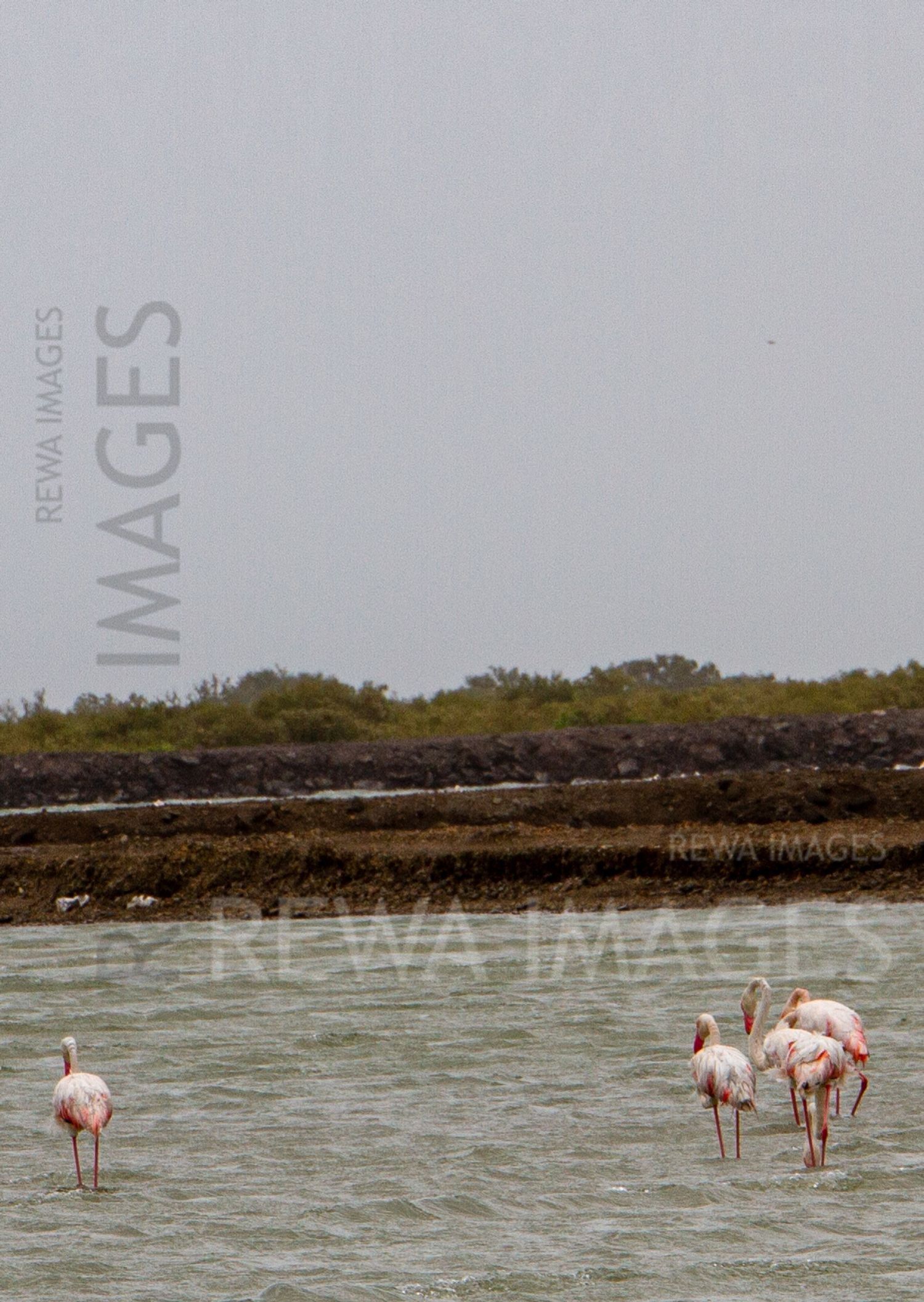 Flamingos in Kutch