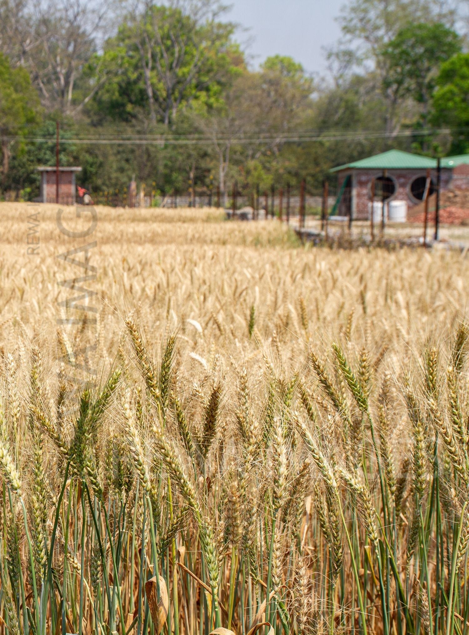 Paddy fields at Jim Corbett