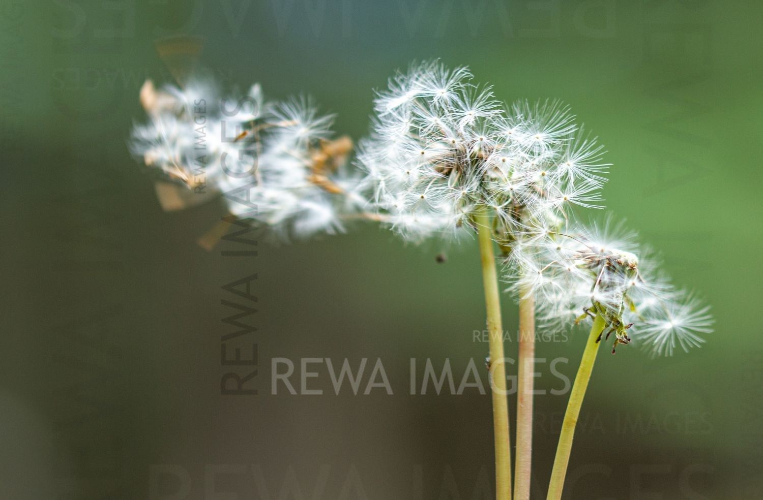 Withering Flowers