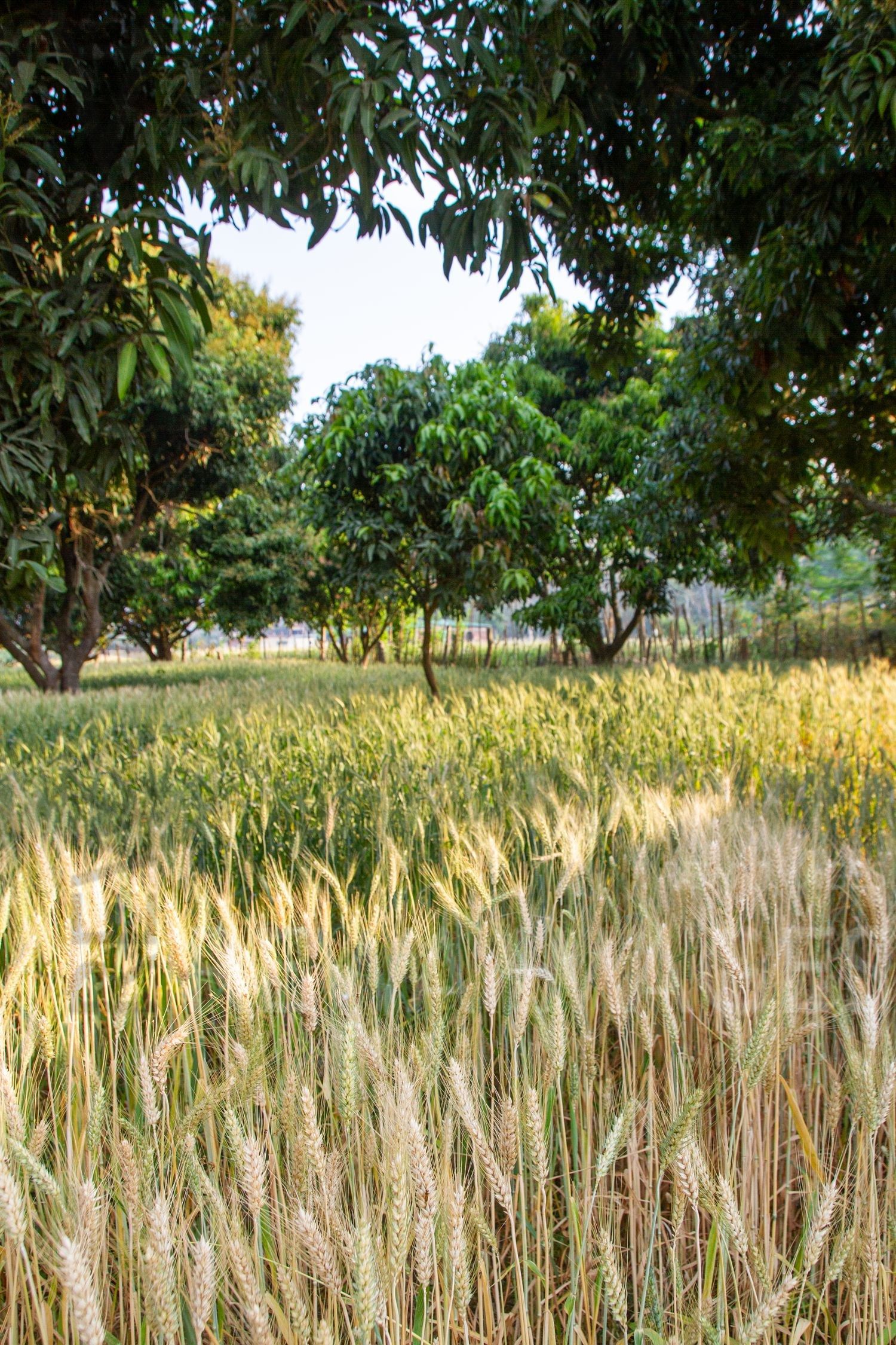 Paddy fields