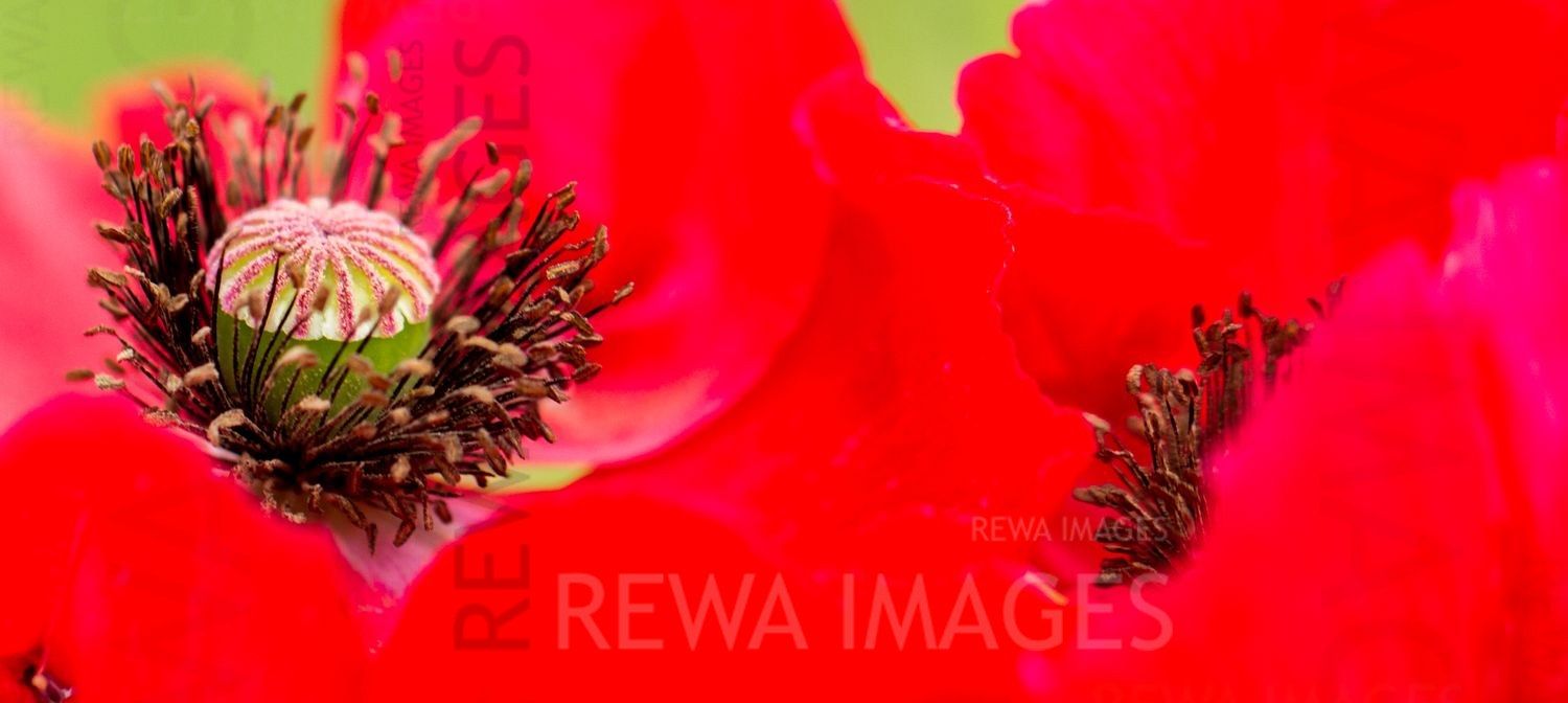 Macro image of flowers