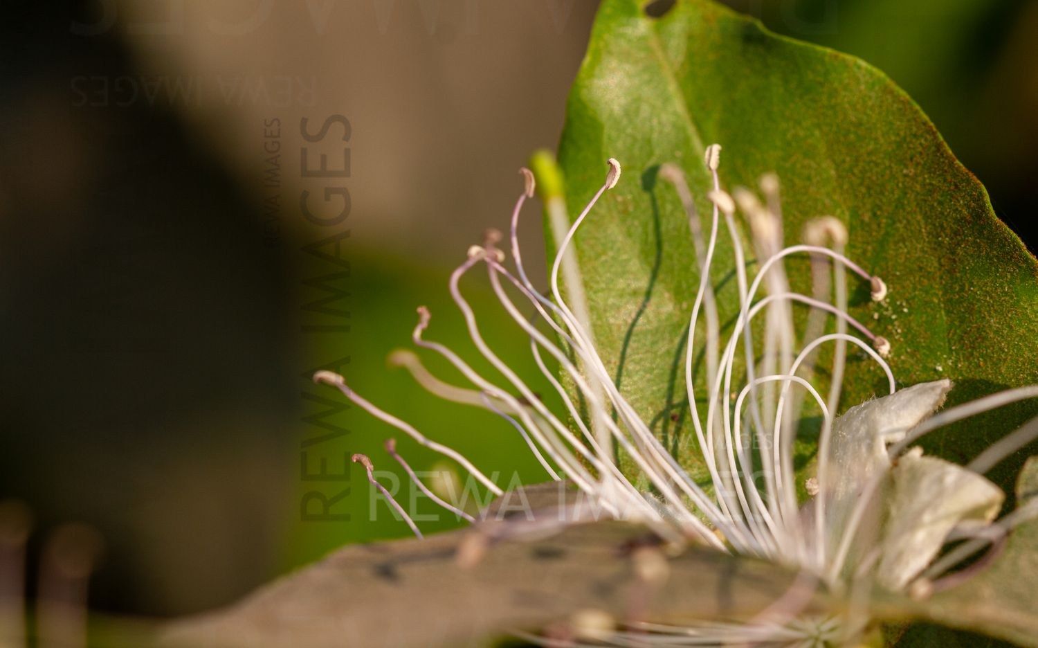 Close-up of a caper flower