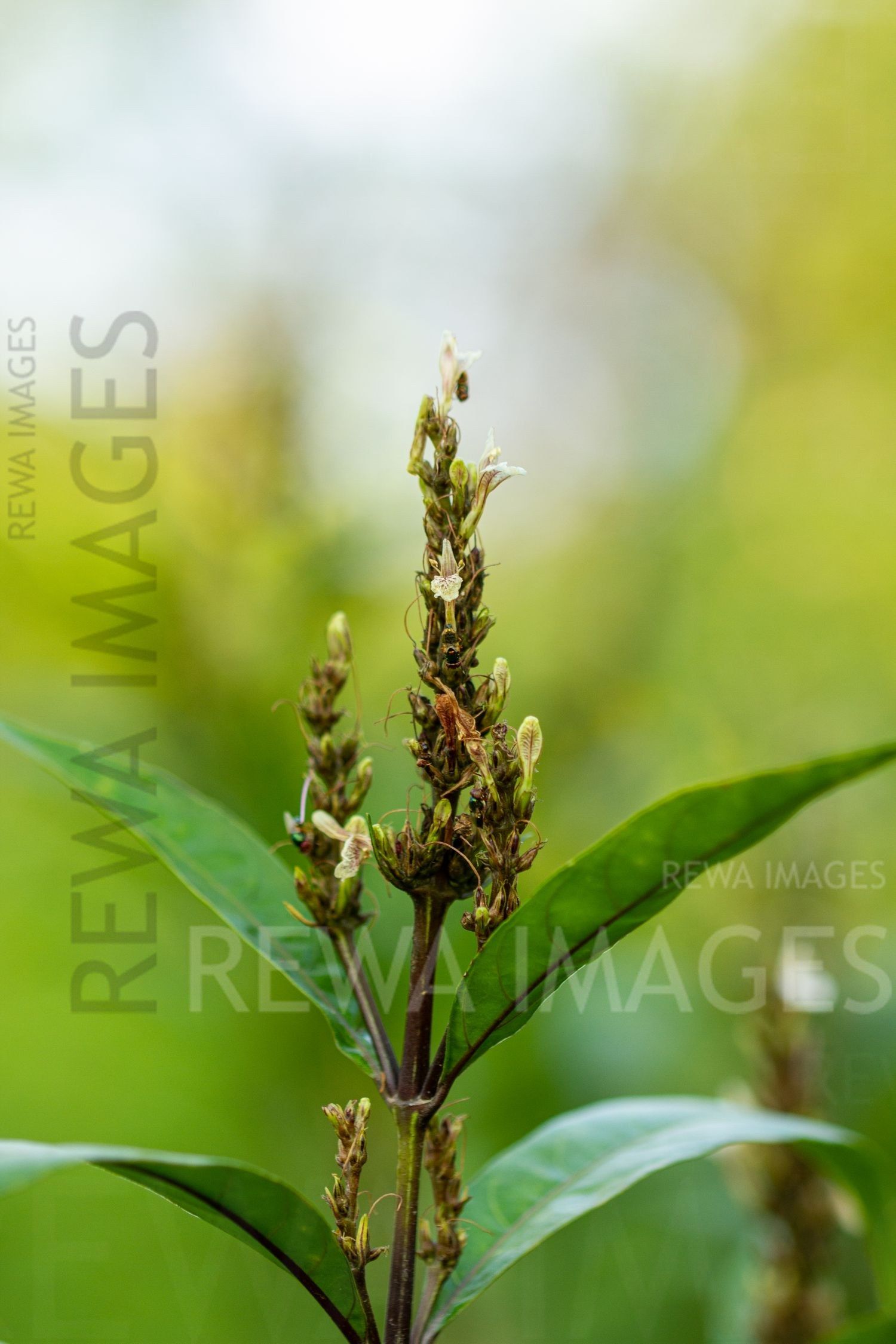Macro photography