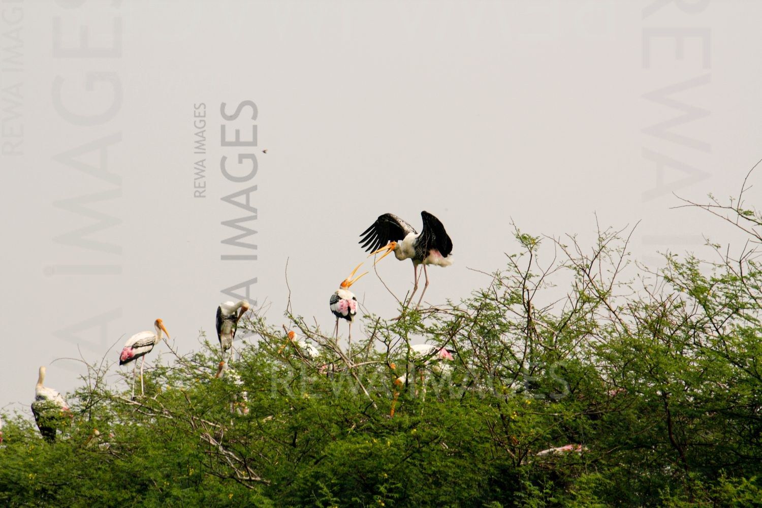 Painted Stork at Bharatpur