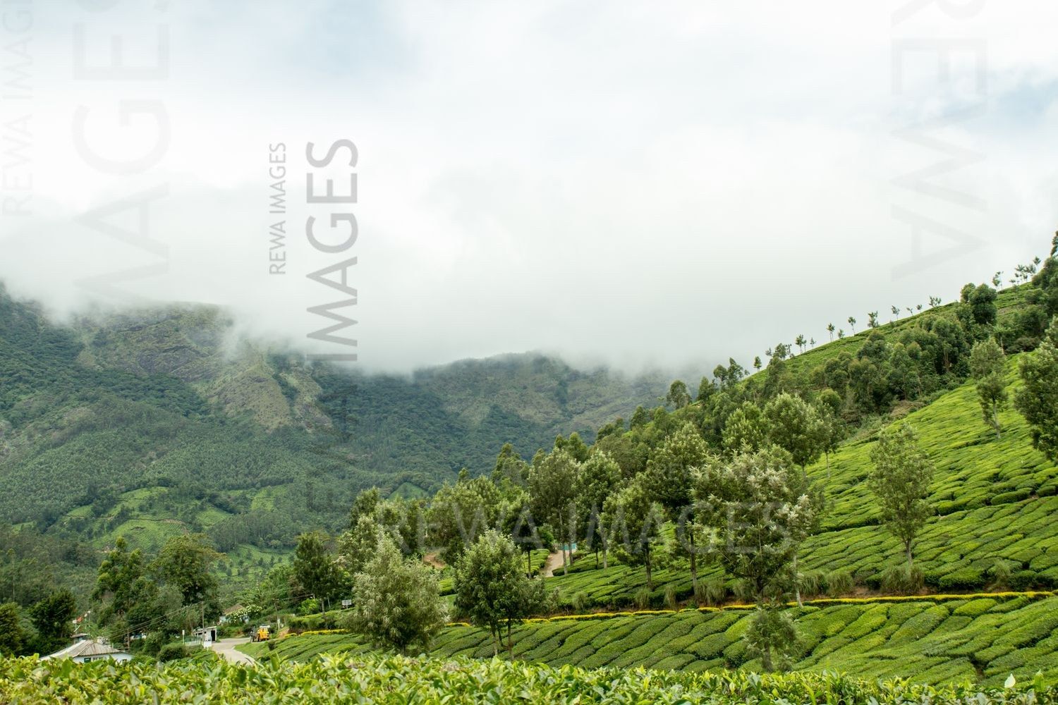 Munnar tea estates