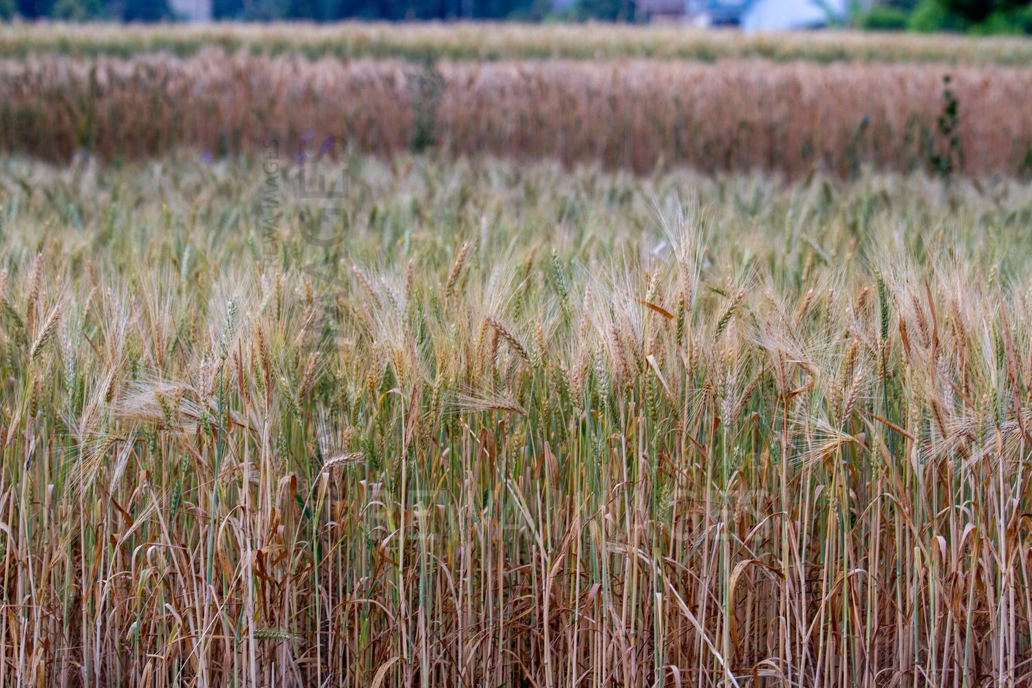 Paddy fields