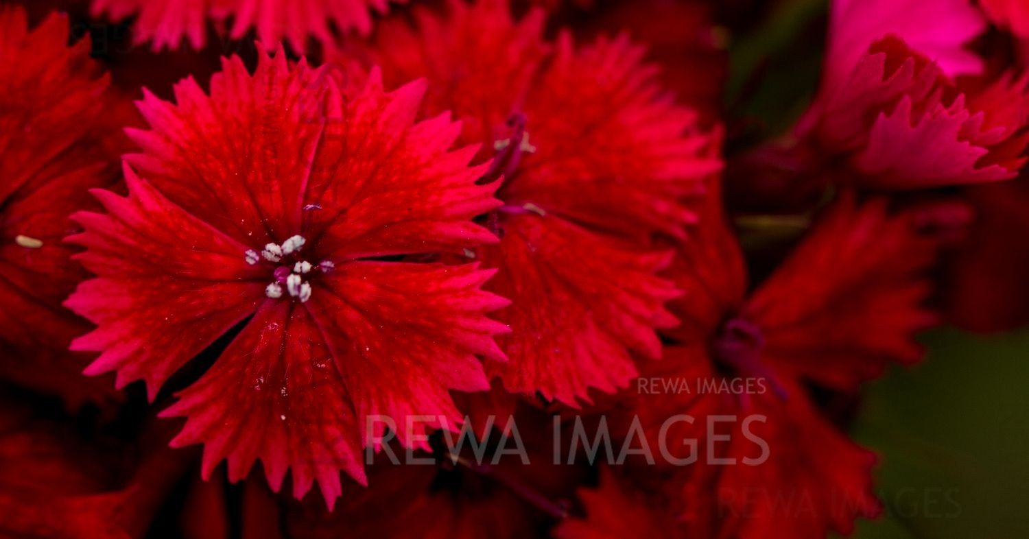 Macro image of flowers