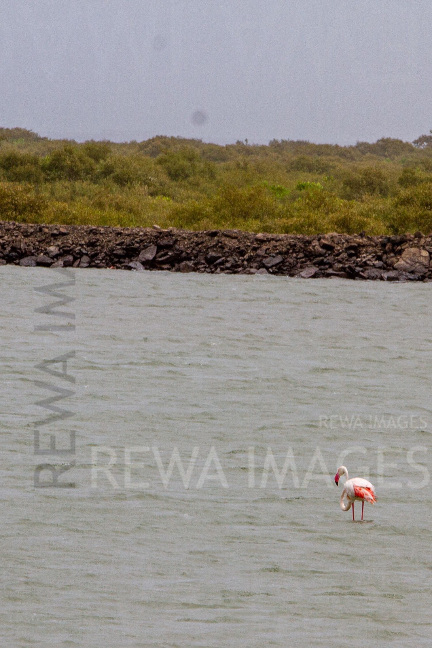 Flamingos in Kutch