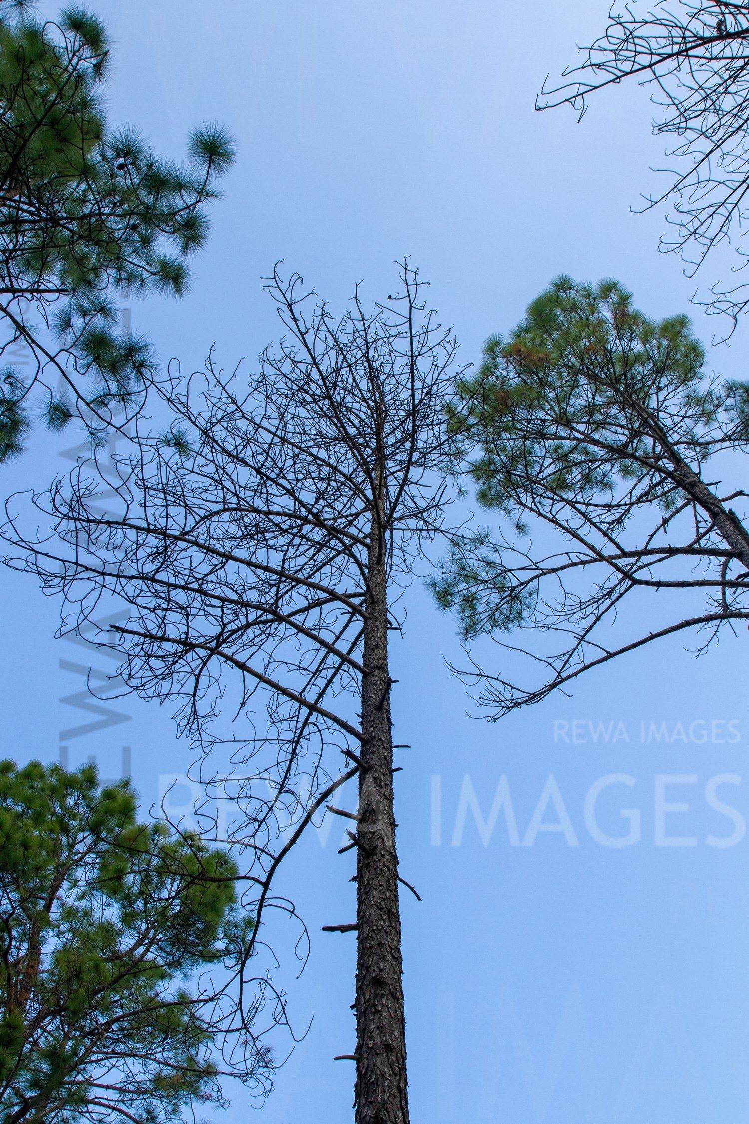 Tall pine trees