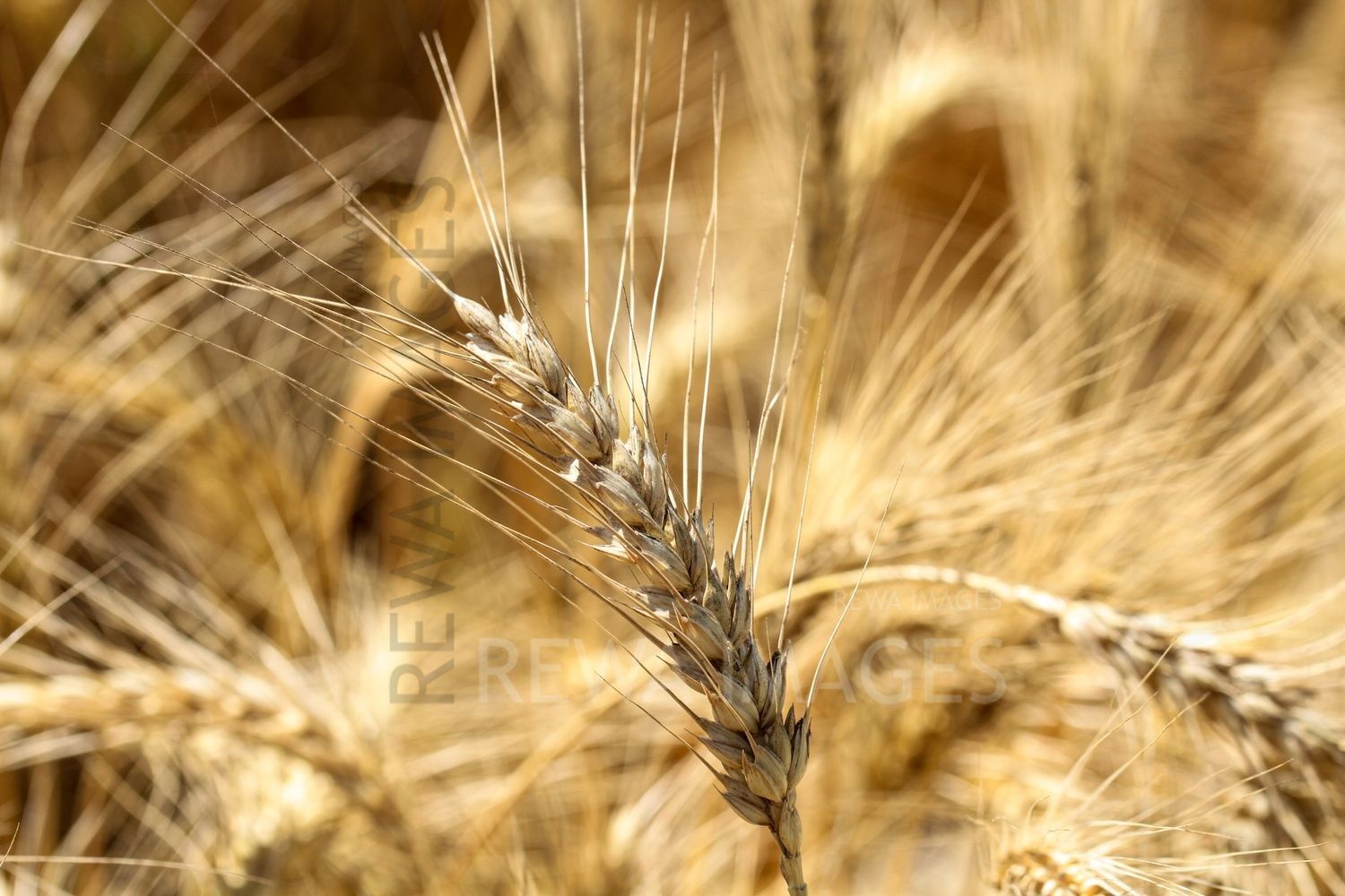 Paddy farms