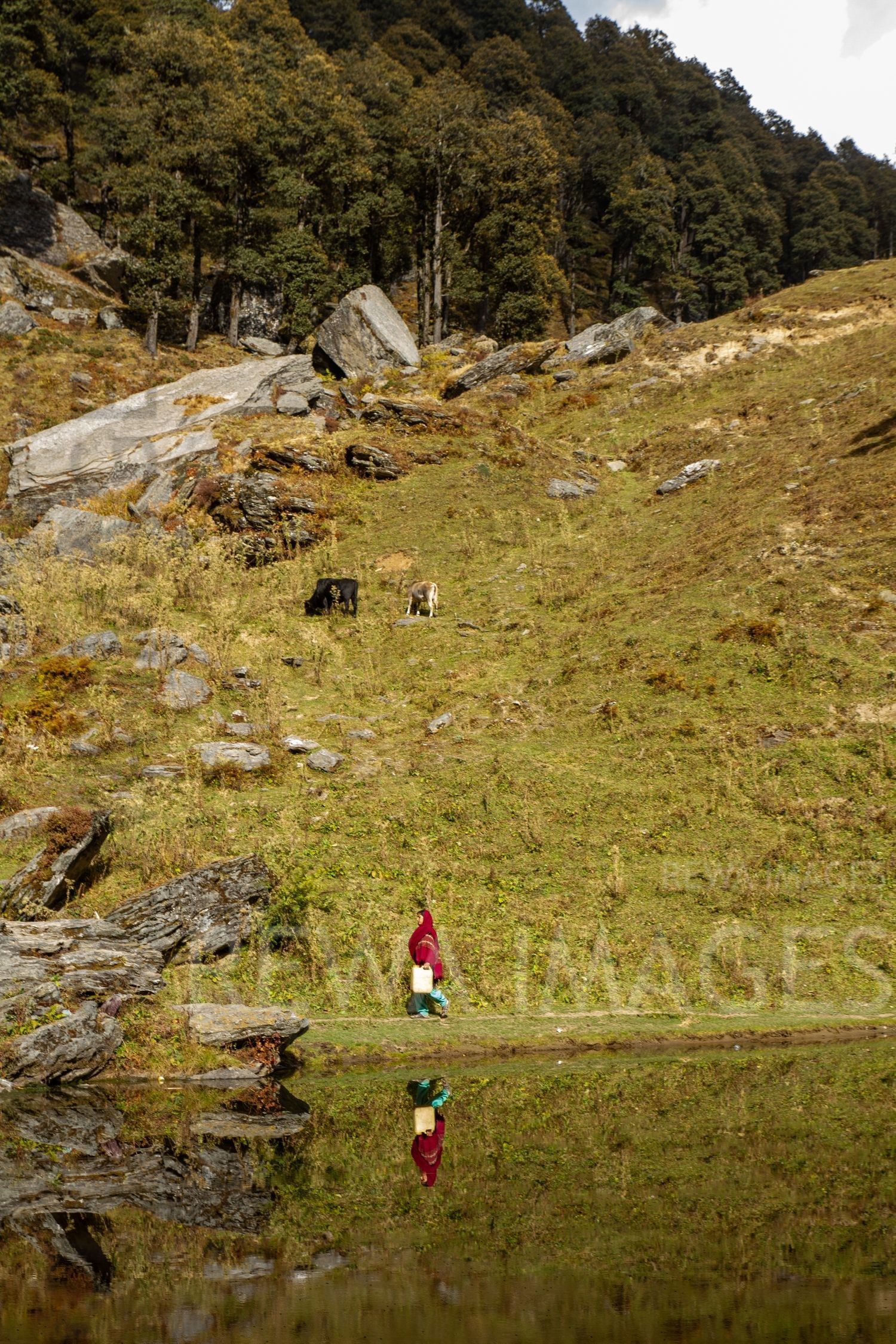 Himalayan Forests