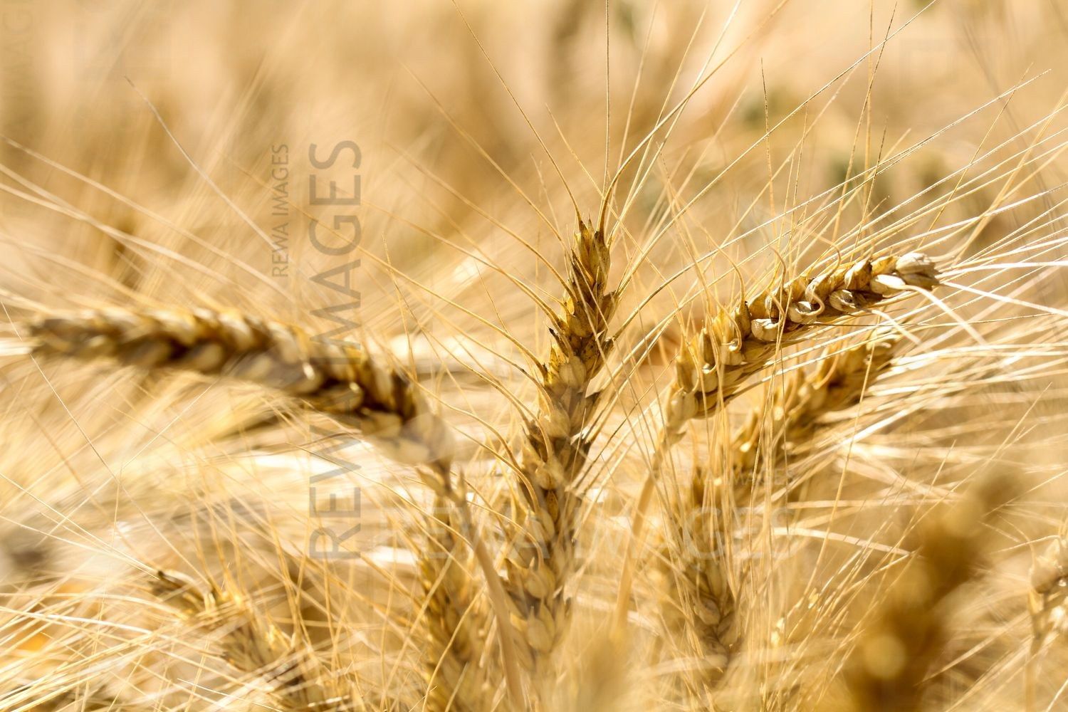 Paddy farms