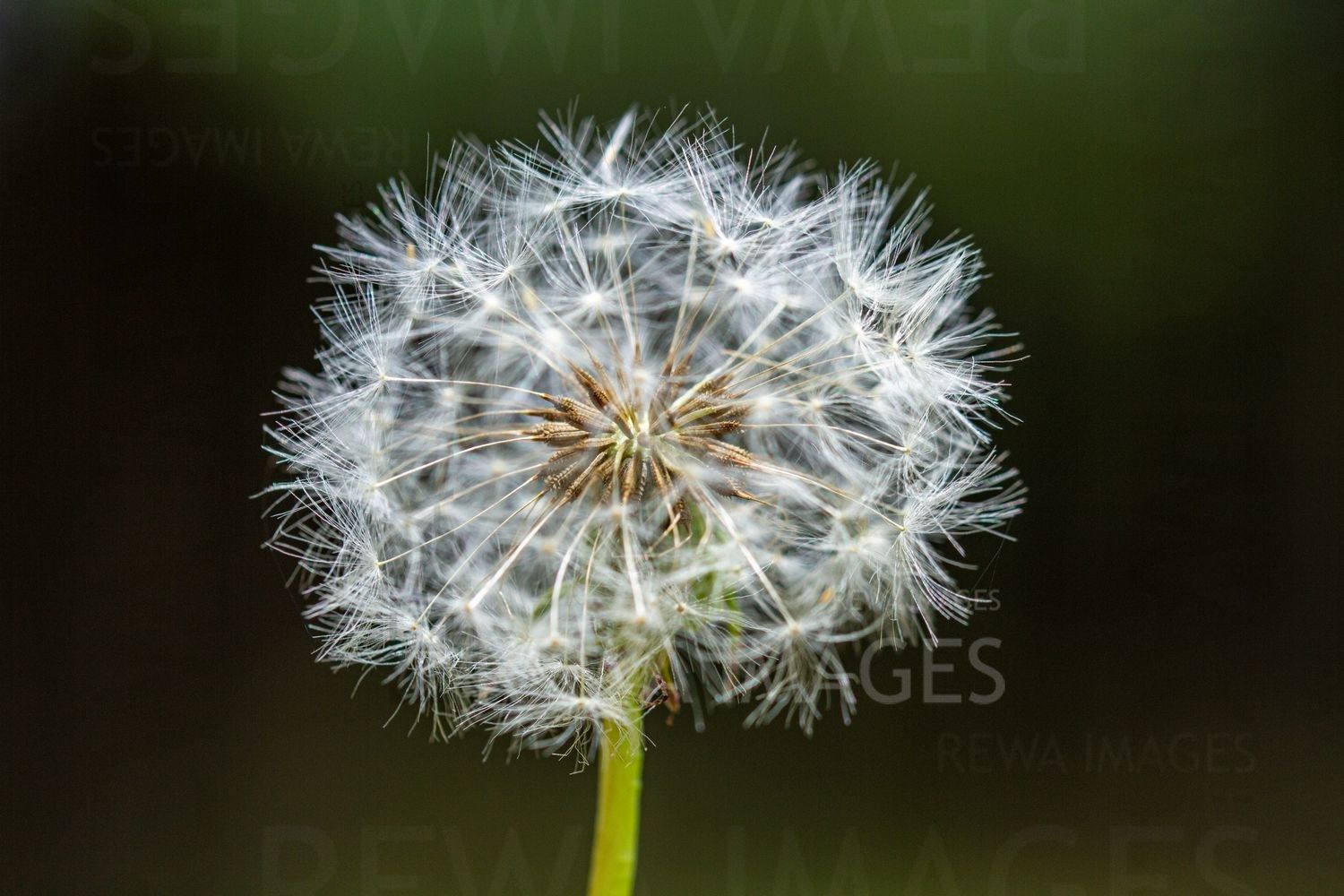 Withering Flowers