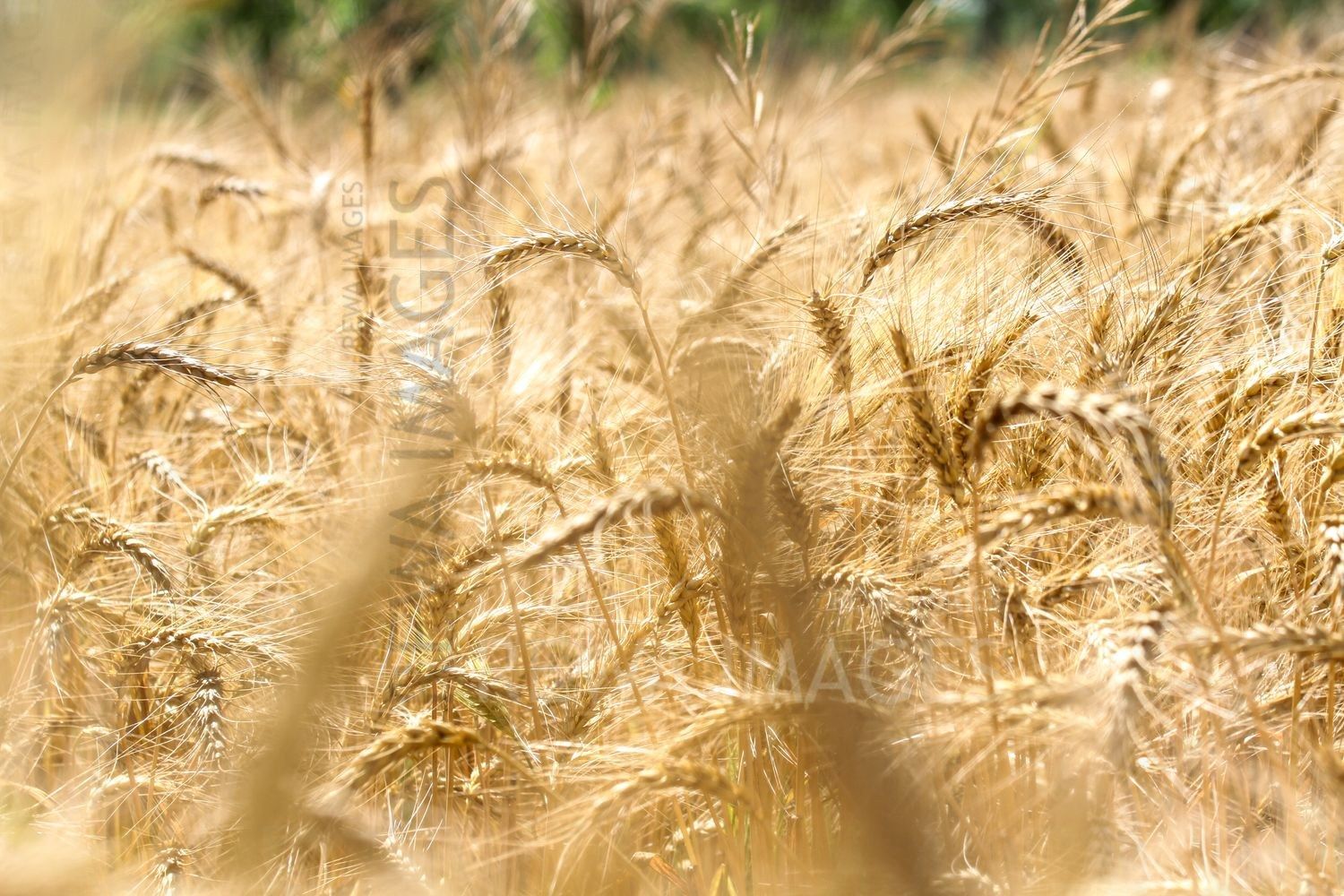 Paddy farms