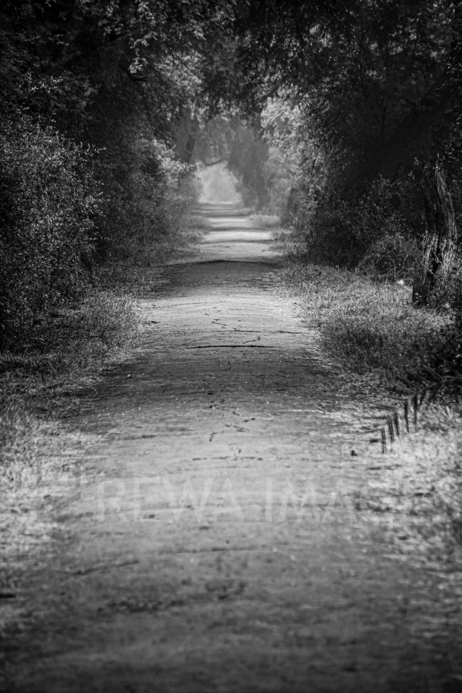 Forest path