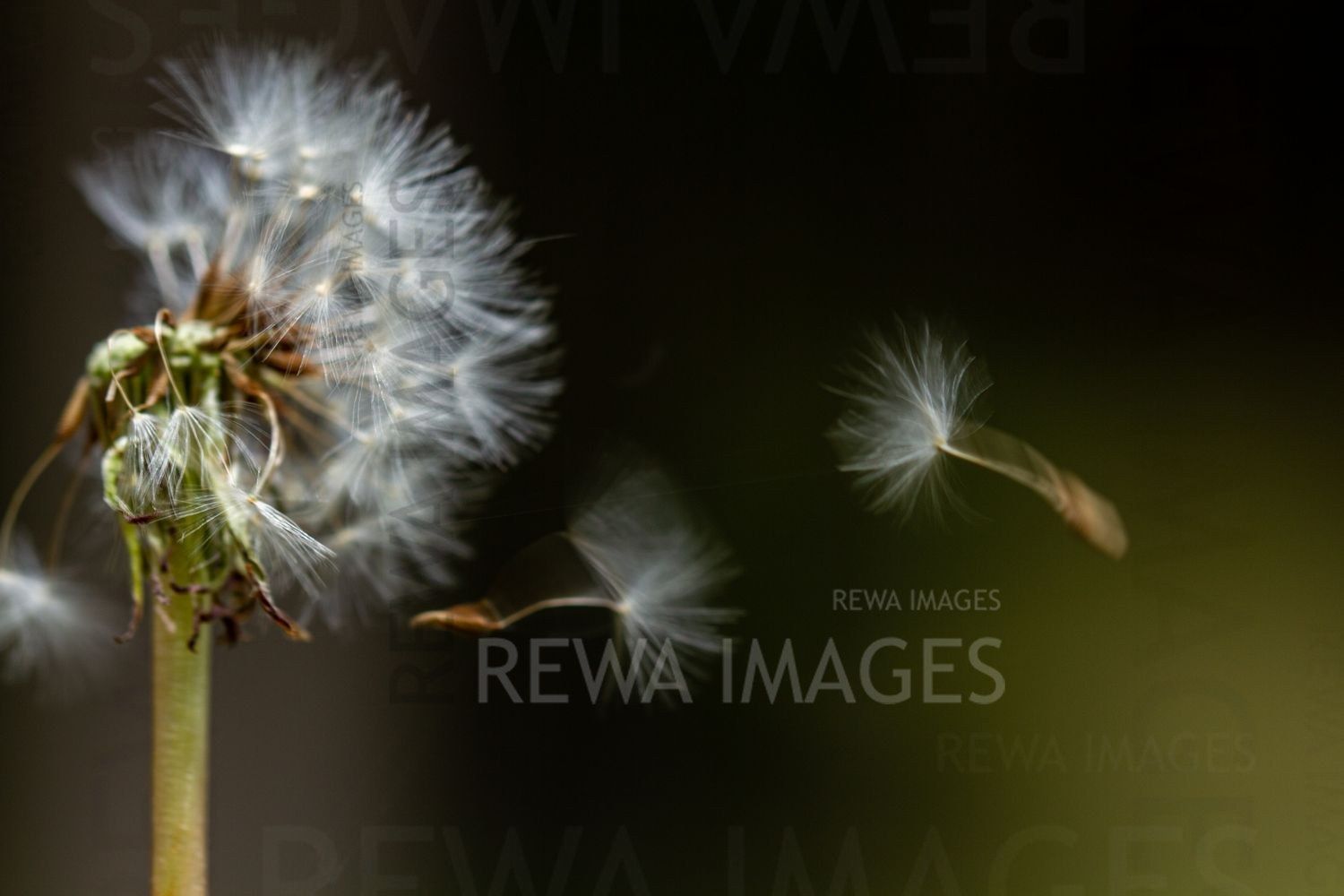 Withering Flowers