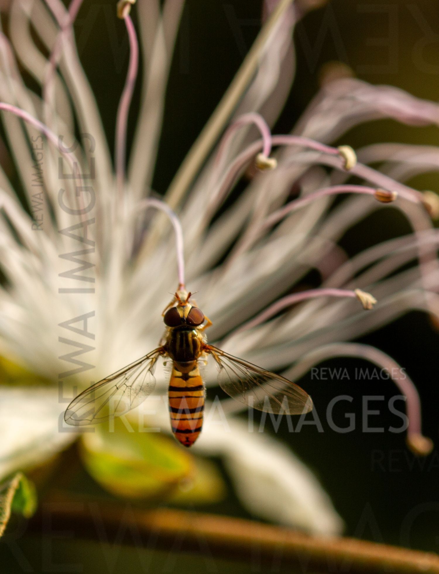 Fly on a caper flower