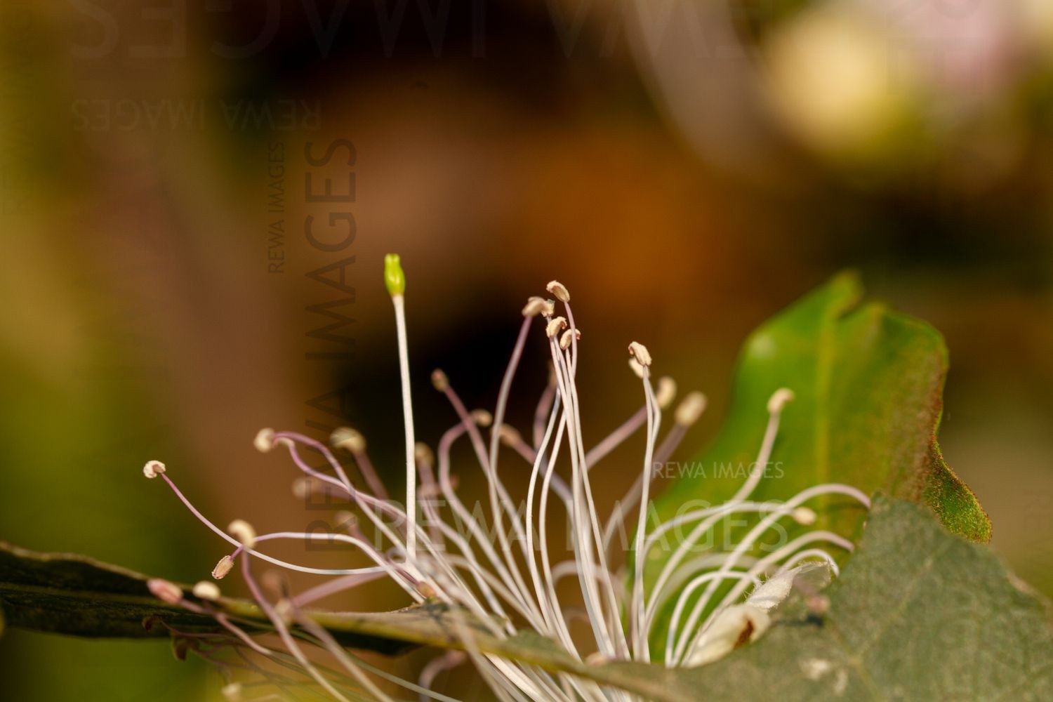 Close-up of a caper flower